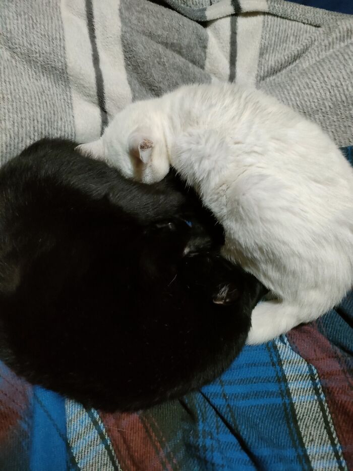 Yin And Yang But In Fact Its Salem And Cuca