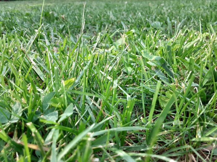 This Is Just A Picture Of Some Grass In My Front Yard That I Took A Few Days Ago.