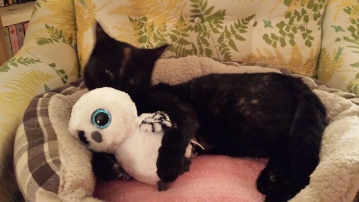 Cali And Her Owl