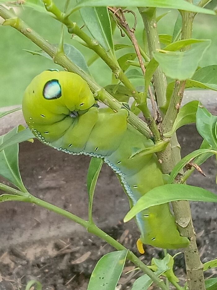 Caterpillar In Our Garden. I Have A Few More So I'll Post Those Too