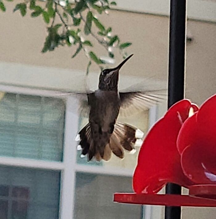 I Love To Sit On My Balcony And Watch The Hummingbirds.