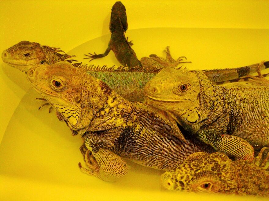 Reptiile Family Enjoying A Leisurely Bath Together