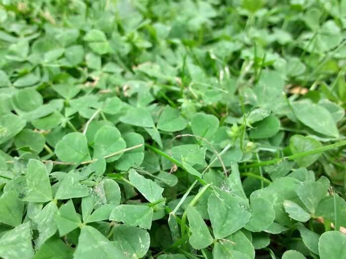 Some Clovers (I Think?) In My Yard