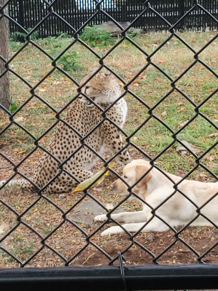 The Cheetah At My Zoo Has A Playmate