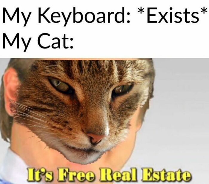 I Have Too Many Cat Memes So Here They Are :)