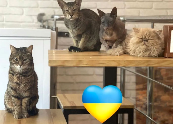 “We Would Never Leave Our Country”: Ukrainian Cat Café Stays Open Amid War “We Would Never Leave Our Country”: Ukrainian Cat Café Stays Open Amid War