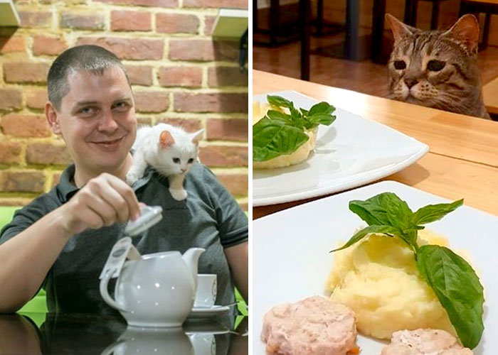 “We Would Never Leave Our Country”: Ukrainian Cat Café Stays Open Amid War
