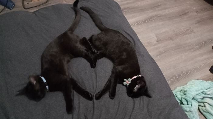 50 Cats Acting So Weird, People Just Had To Take A Pic, As Shared On This Twitter Page