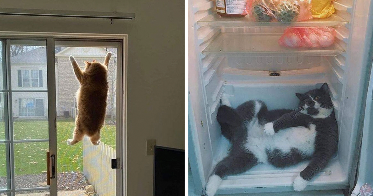 58 Of The Funniest Cat Photos Shared On This Twitter Page