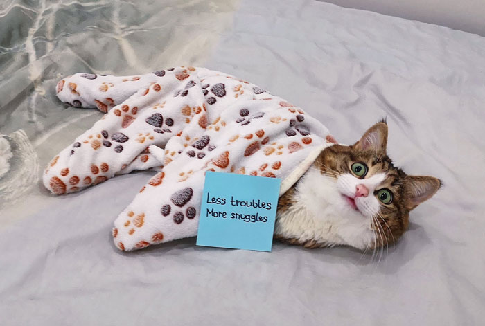 Meet Rexie, The Expressive Disabled Cat Who Gives You All The Pawsitive Messages That You Might Ever Need