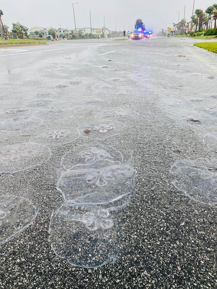 Jellyfish In The Street On Panama City Beach, Fl During Hurricane Sally