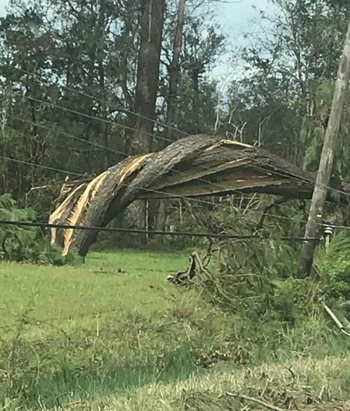 This Tree That Got Twisted From Hurricane Laura