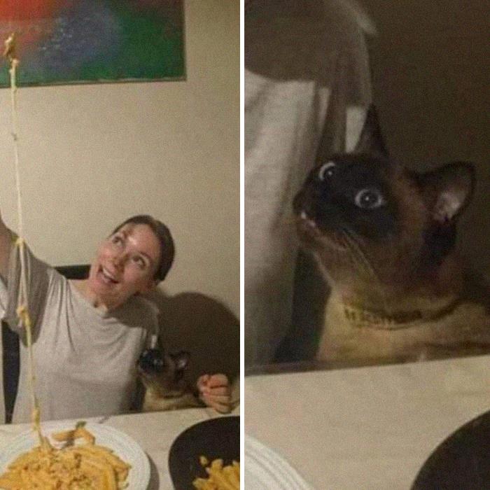 This Instagram Account Shares Animal Pictures That Are Impossible To Explain, Here Are 50 Of The Funniest
