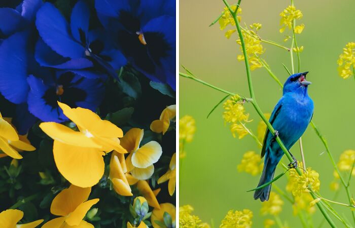 Hey Pandas, Post Pictures With Blue And Yellow In Them Out Of Solidarity With Ukraine (Closed)