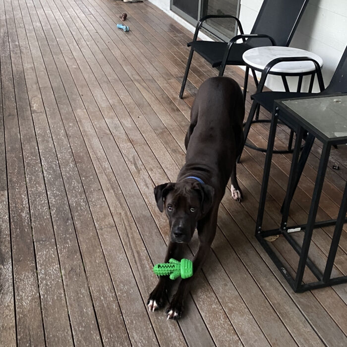 Hey Pandas, Post A Picture Of Your Pet With Their Favorite Toy