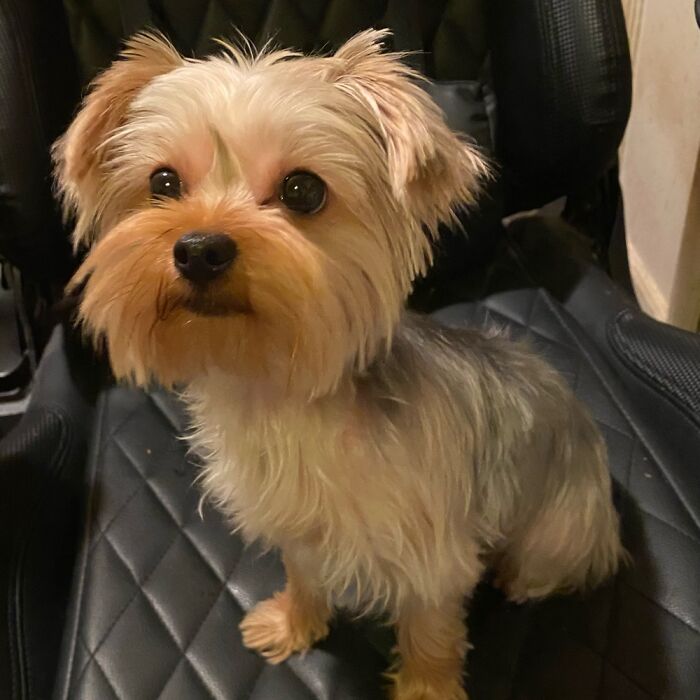 Hey Pandas, Post A Picture Of Your Dog If The Breed Isn’t There Yet (Closed)