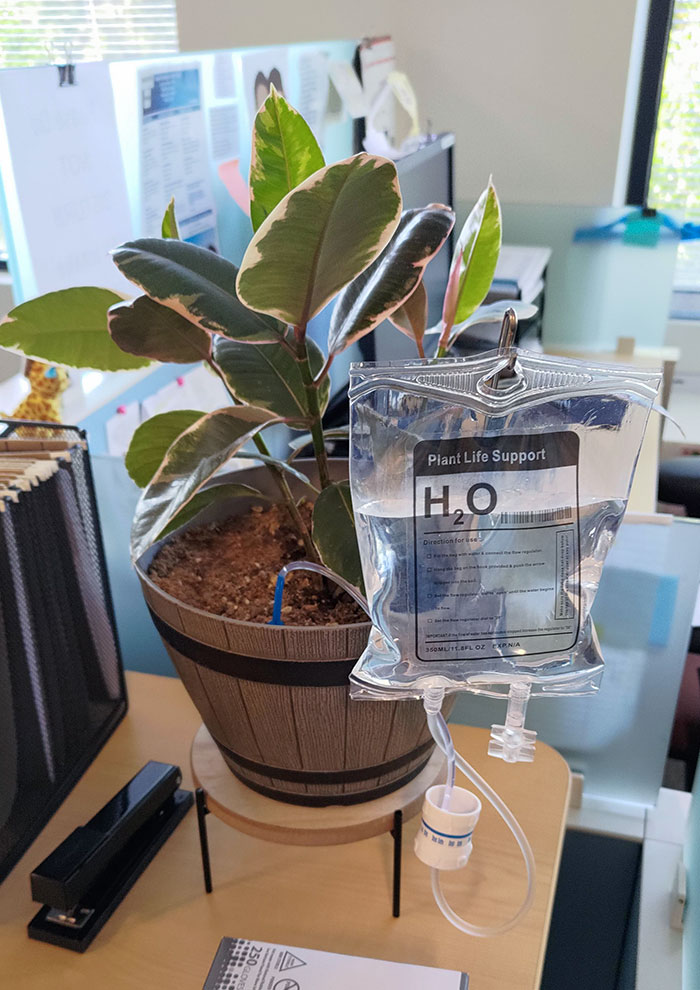 IV Bag Plant Watering Thing I Saw At My Dr's Office