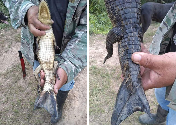 Caiman With An Unusual Tail