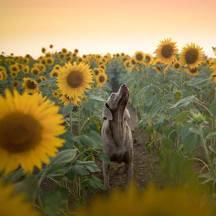 I Love Capturing The Joyful Souls Of Dogs Through My Photography (62 Pics)