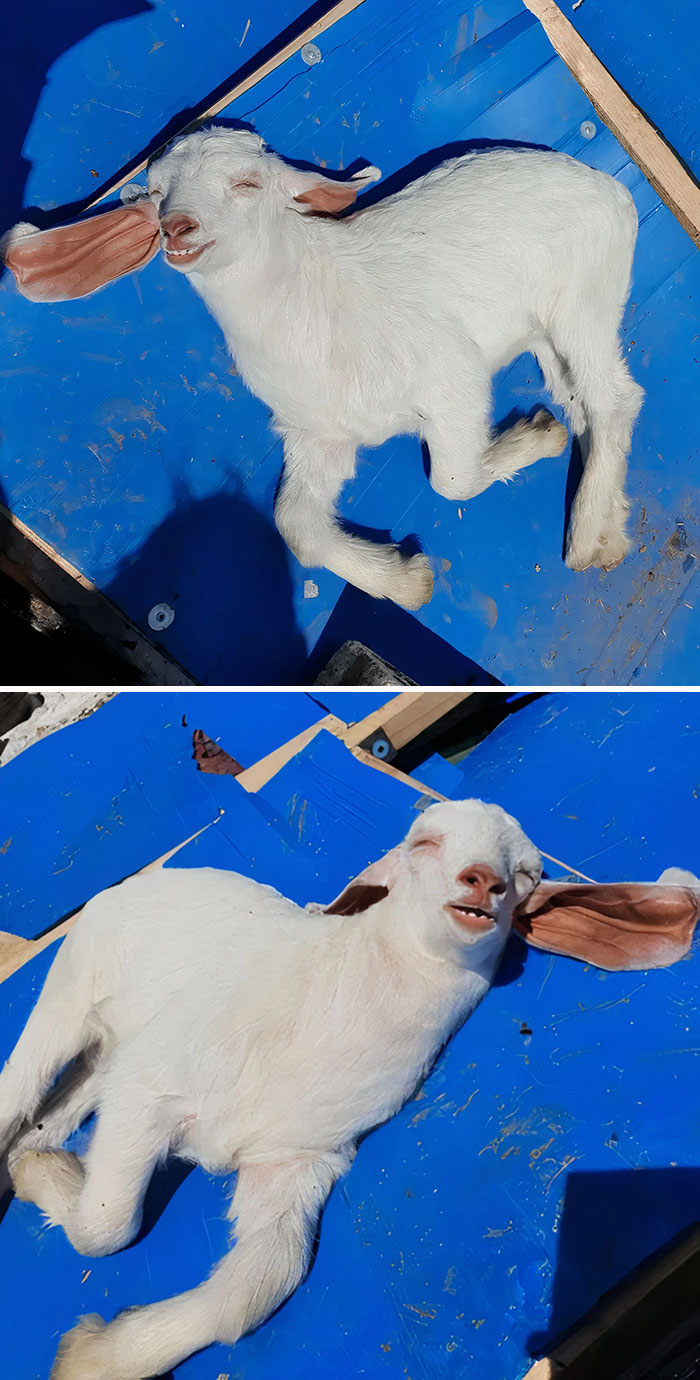 a white goat sleeping on a blue ground