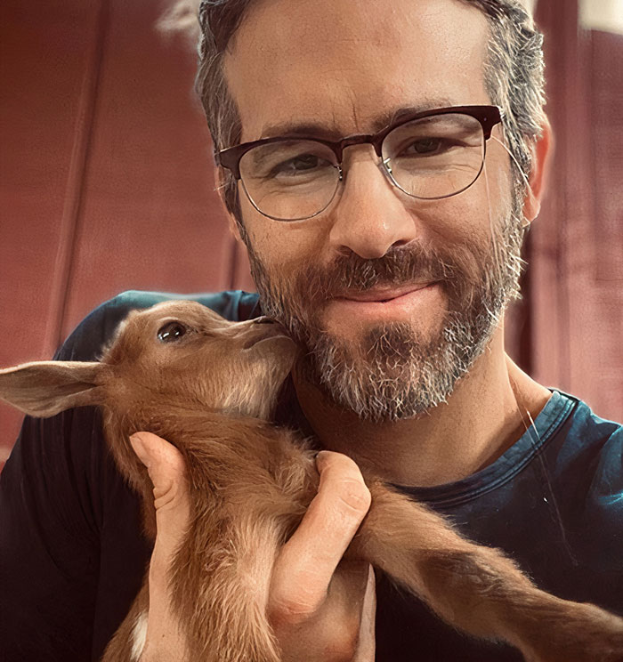 He aquí una cabra bebé con Ryan Reynolds