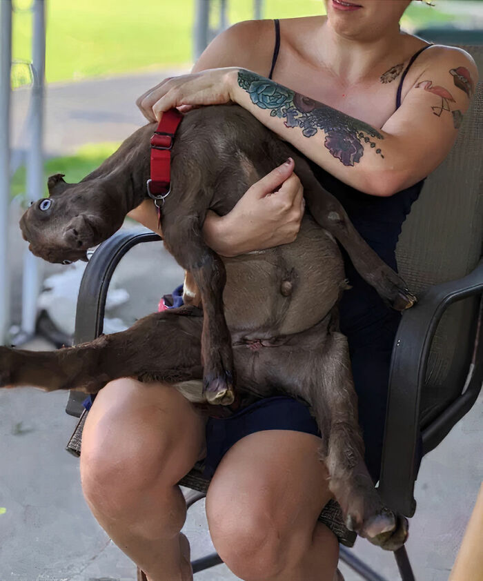 woman with a tattoo on her arm holding a brown goat