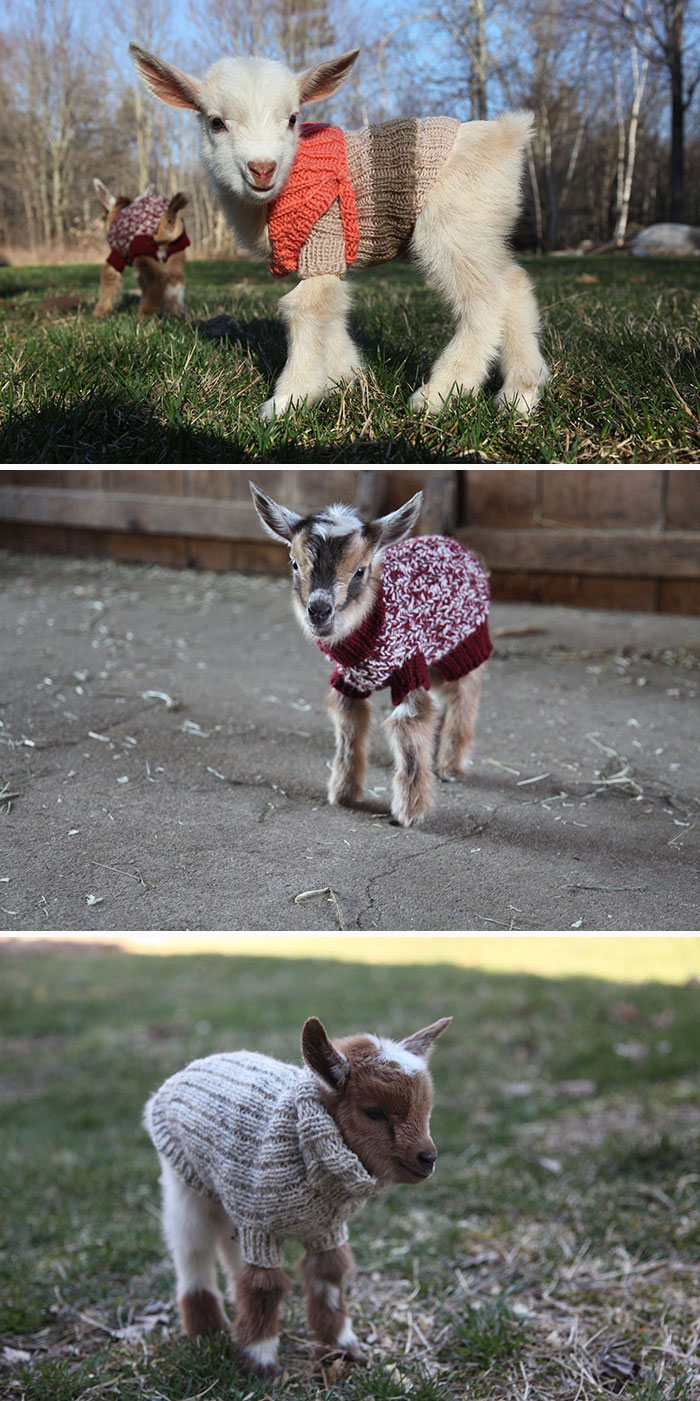 3 cabras recién nacidas reciben pequeños suéteres tejidos a mano para mantenerse calientes