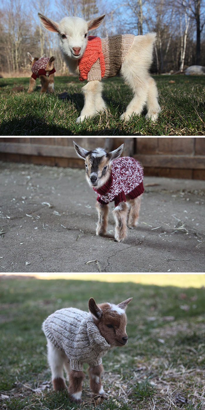 different baby goats wearing sweaters