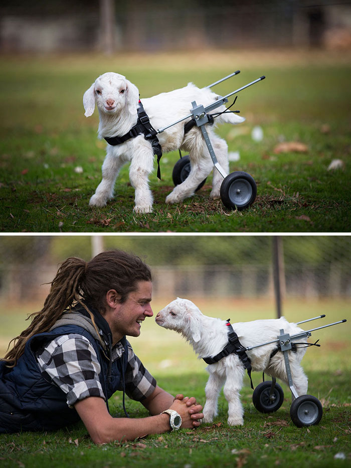Frostie, la adorable cabra bebé, da sus primeros pasos con una pequeña silla de ruedas