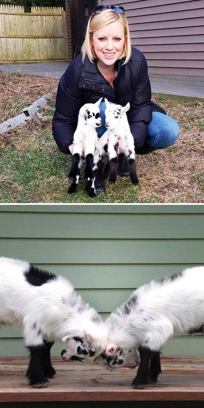 woman with two white and black baby goats