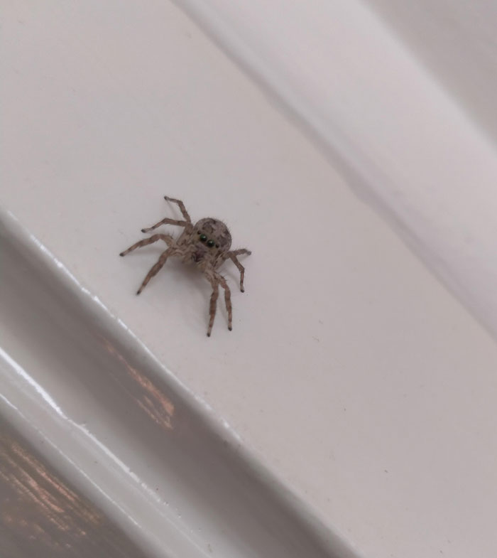 Would A Cute Little Jumping Spider Fit Here?