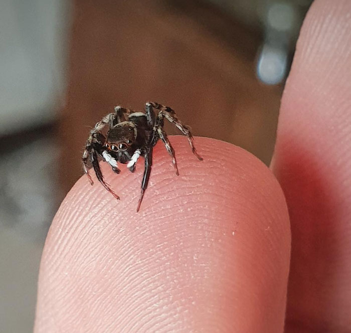 Meet Spider-Bro! He Drops By When He Feels Like It