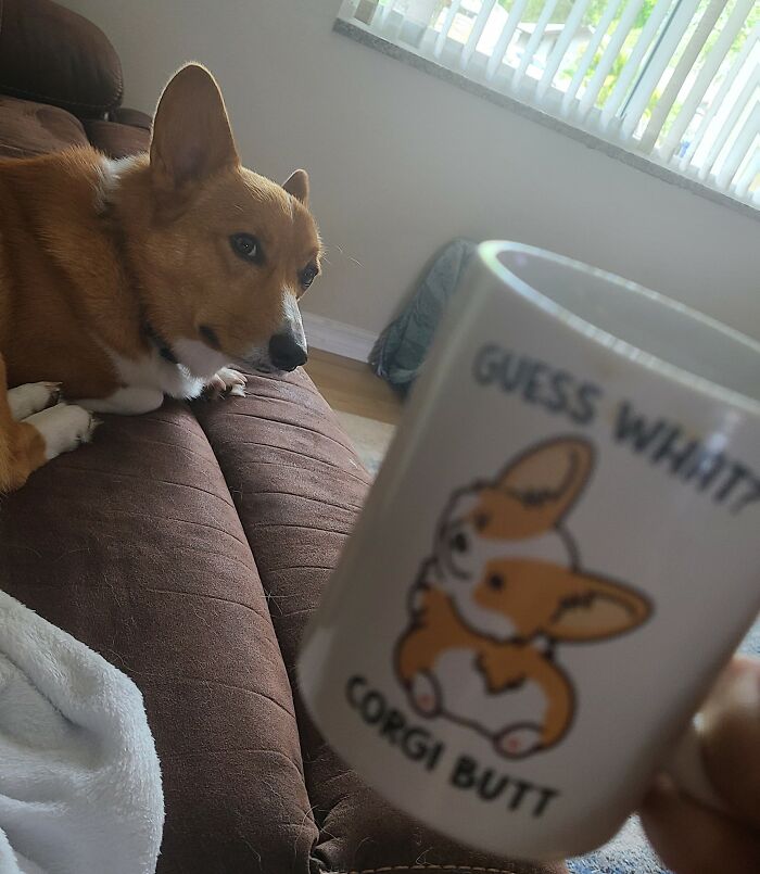 Otis Disapproves Of My Coffee Cup Referencing His Fluffy Behind...