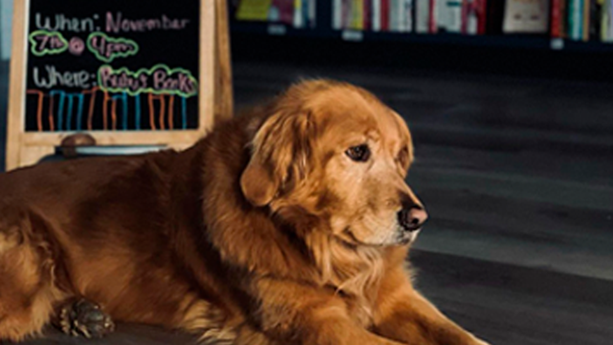 Bookstore Becomes More Magical When Golden Retriever Is Appointed As Manager
