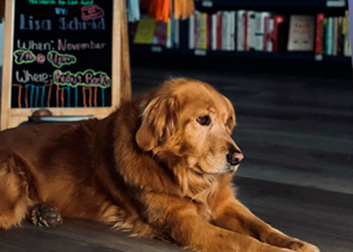 Bookstore Becomes More Magical When Golden Retriever Is Appointed As Manager