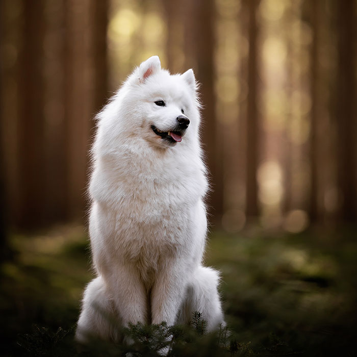 15 Dog Pictures I’ve Captured During Golden Hour