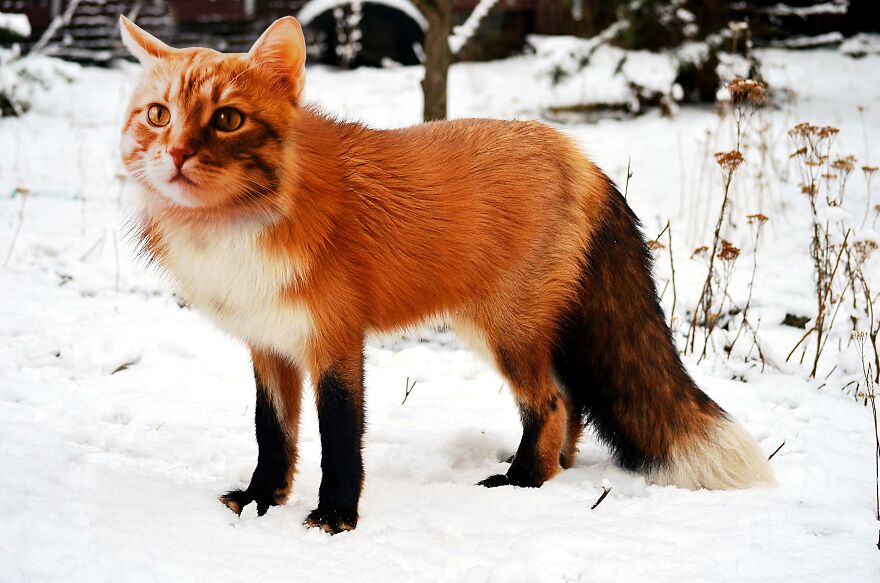 Foxcat