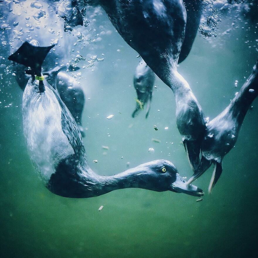 I Took About 200 Shots To Capture Ducks Diving For Food. This Photo Is The Best