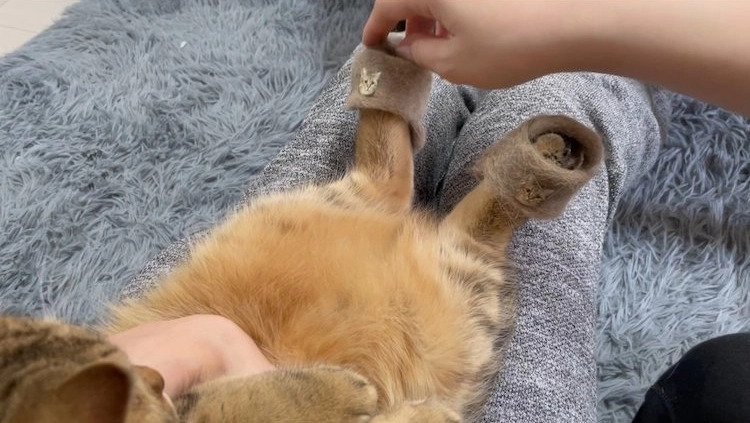 This Cat In Slippers Made From Its Own Fur Is Going Viral This Cat In Slippers Made From Its Own Fur Is Going Viral