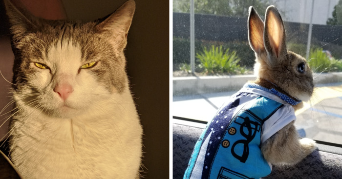 Hey Pandas, Post A Clever Photo Of Your Pet (Closed)