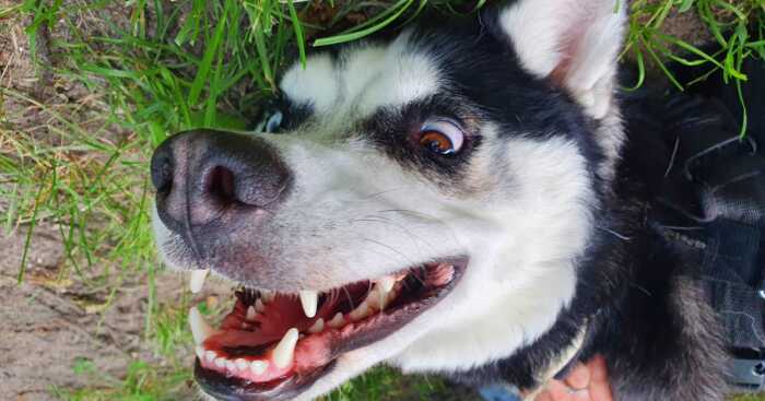 Hey Pandas, Post A Photo Of Your Husky