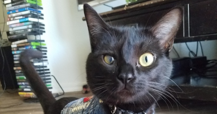 Tarantula Squid Is America’s Number One Kitty (4 Pics)