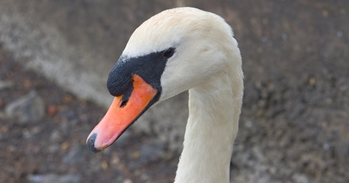 I Took Photos Of The Queen’s Swans