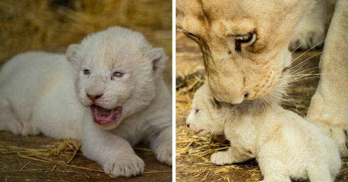 Rare White Lion Cubs Born At Skopje Zoo (11 Pics)