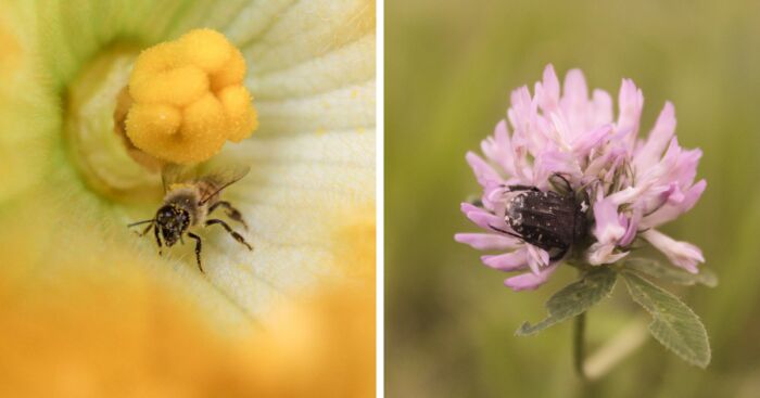 I Captured The Secret World In My Garden (17 Pics)