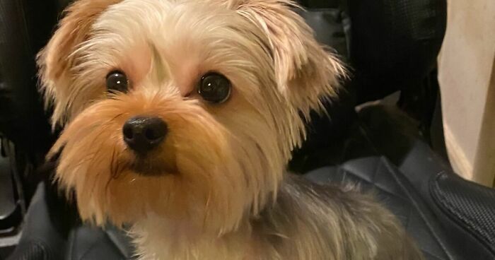 Hey Pandas, Post A Picture Of Your Dog If The Breed Isn’t There Yet (Closed)