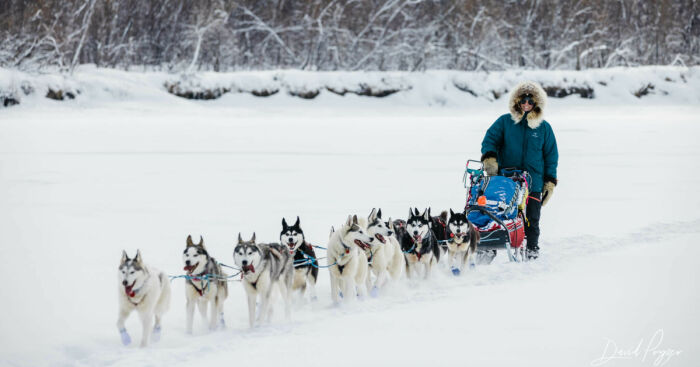 Cute Pictures Of This Year’s Iditarod (15 Pics)