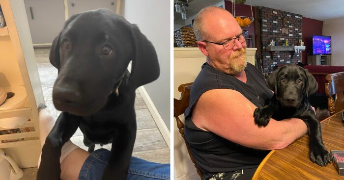 Finn The Wonder Puppy (8 Pics)