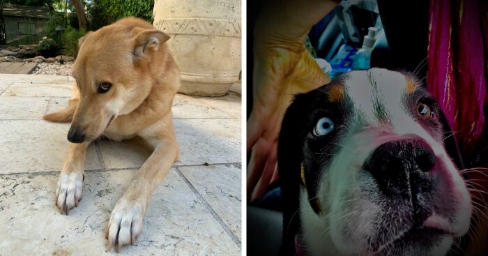 Hey Pandas, Post A Photo Of Your Dog (Closed)