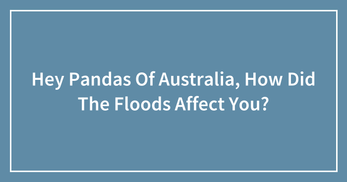 Hey Pandas Of Australia, How Did The Floods Affect You?